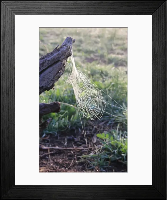Framed Print : Perfect web in the morning sunlight Framed Print : Perfect web in the morning sunlight