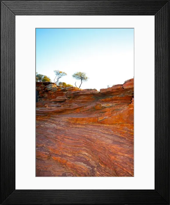 Framed Print : Rock Trees on the top of a gorge in Kalbarri Western Australia Framed Print : Rock Trees on the top of a gorge in Kalbarri Western Australia