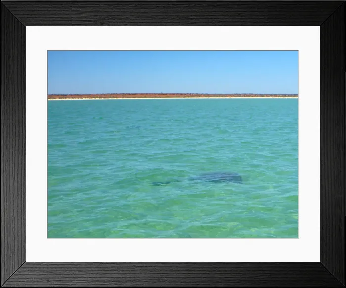 Framed Print : Sting Ray Sighting at Monkey Mia