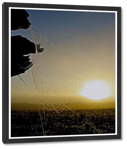 Sun Web. Image of the sun caught in a spiderweb