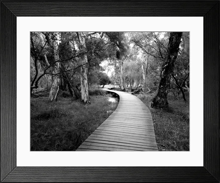 Framed Print : A bridge built over the swamp to create a gorgeous walk through nature with