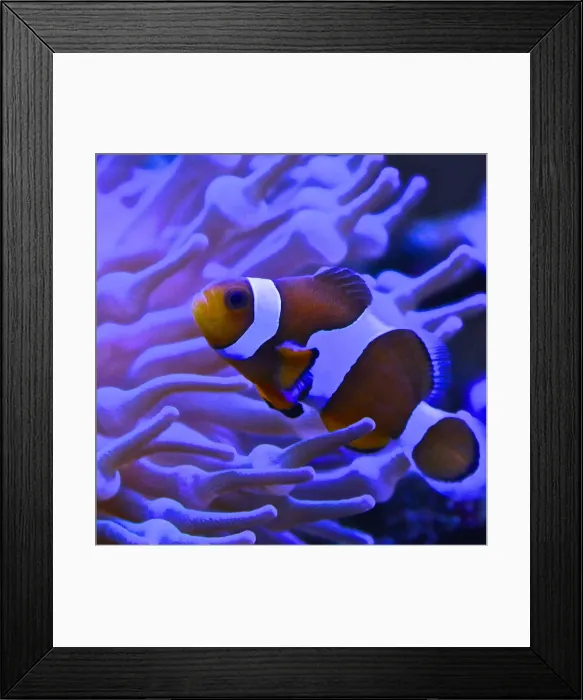 Framed Print : Graphic Clownfish Framed Print : Graphic Clownfish