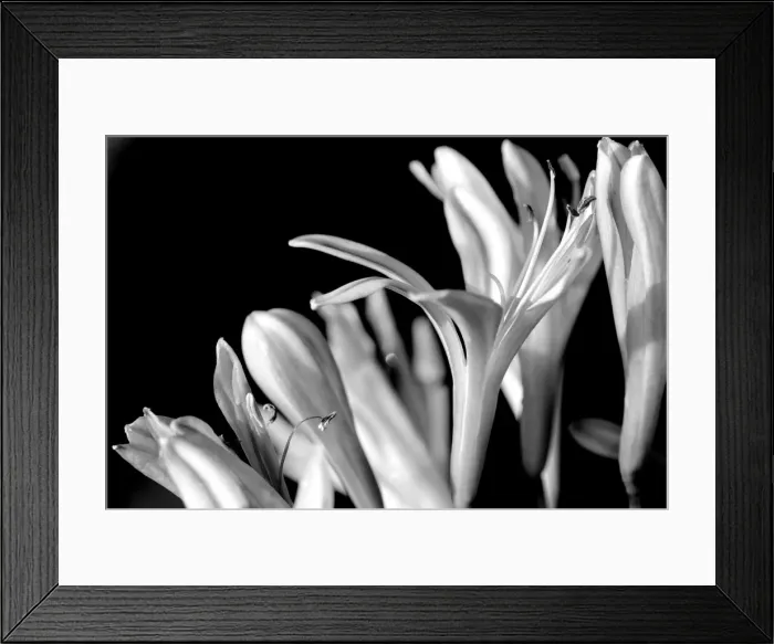 Framed Print : Agapantha Flower Framed Print : Agapantha Flower