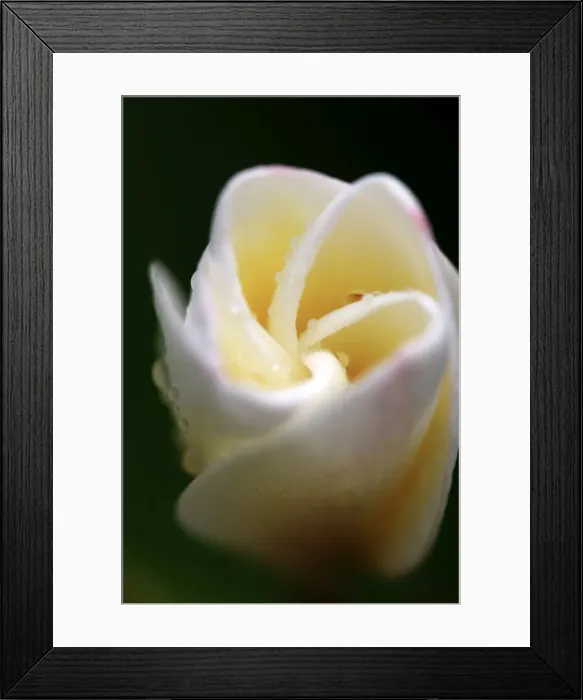 Framed Print : Frangipani