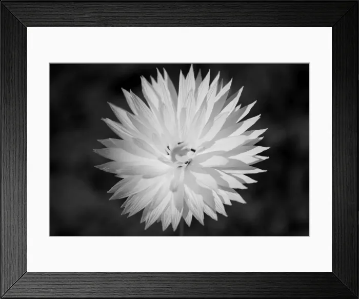 Framed Print : An Australian wildflower Daisy in full bloom Framed Print : An Australian wildflower Daisy in full bloom