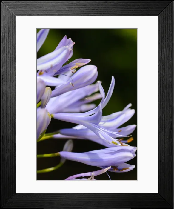 Framed Print : Blue Agapantha Framed Print : Blue Agapantha