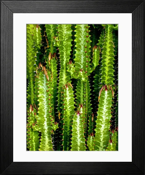 Framed Print : Cacti Patterns