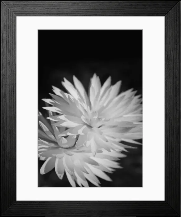 Framed Print : Double Daisies