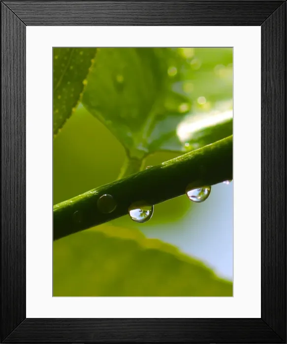 Framed Print : Droplets captured as they gather on a lemon tree Framed Print : Droplets captured as they gather on a lemon tree