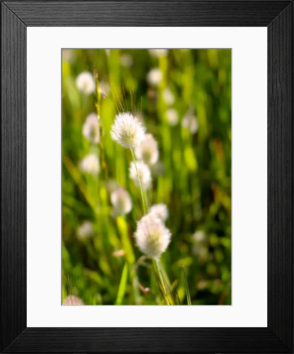 Framed Print : Field of Grasses Framed Print : Field of Grasses