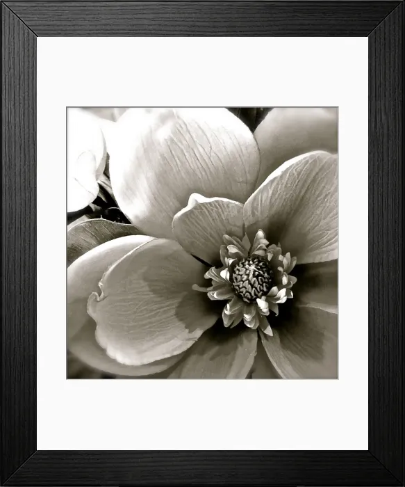 Framed Print : Flower Drawing in sepia tones