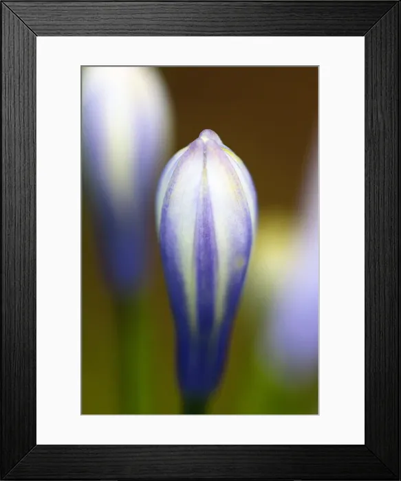 Framed Print : Flower beginning to bud in springtime