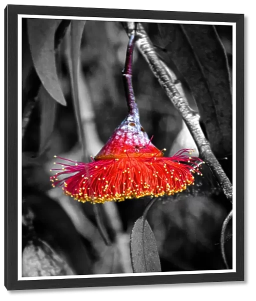 Beautiful Red Gumnut Flower Against a Monochrome Background