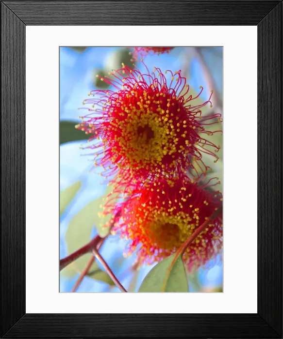 Framed Print : close up image of a Flowering Gumnut Framed Print : close up image of a Flowering Gumnut