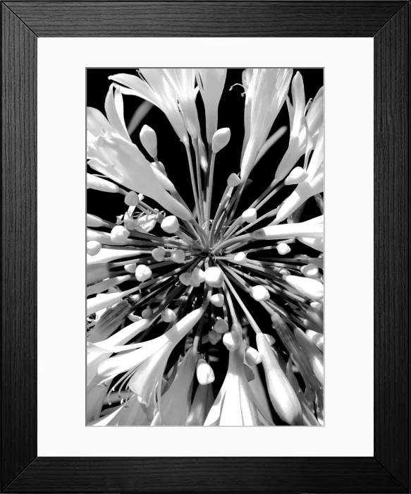 Framed Print : Agapantha Flower image taken from a different angle producing a more graphic Framed Print : Agapantha Flower image taken from a different angle producing a more graphic