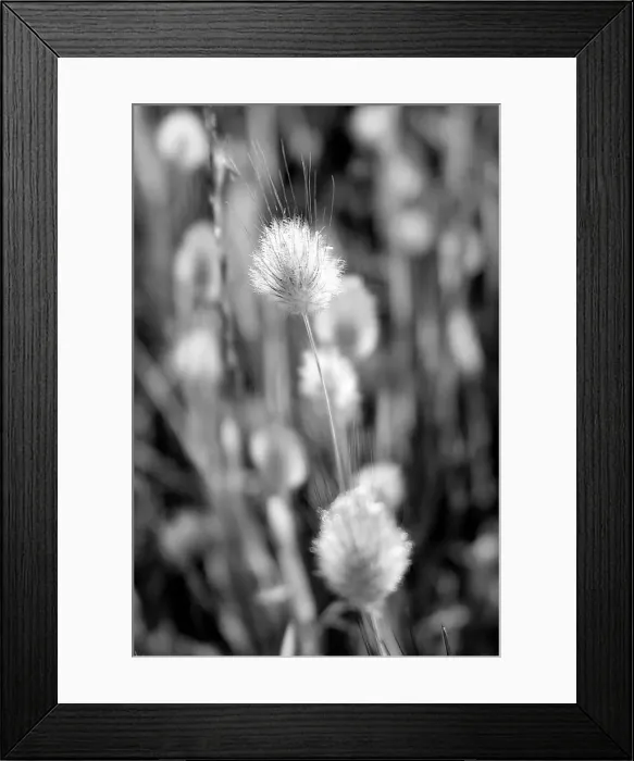 Framed Print : Grass in Grey