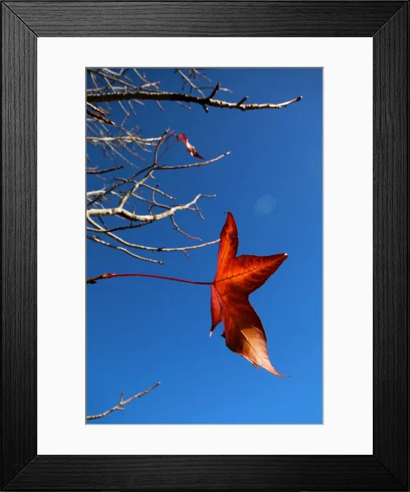 Framed Print : A maple leaf hanging on as long as possible