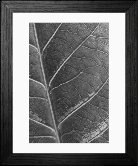 Framed Print : A macro image of a leaf showing all the veinsin black and white Framed Print : A macro image of a leaf showing all the veinsin black and white