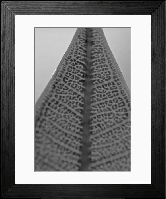 Framed Print : Leaf Xray