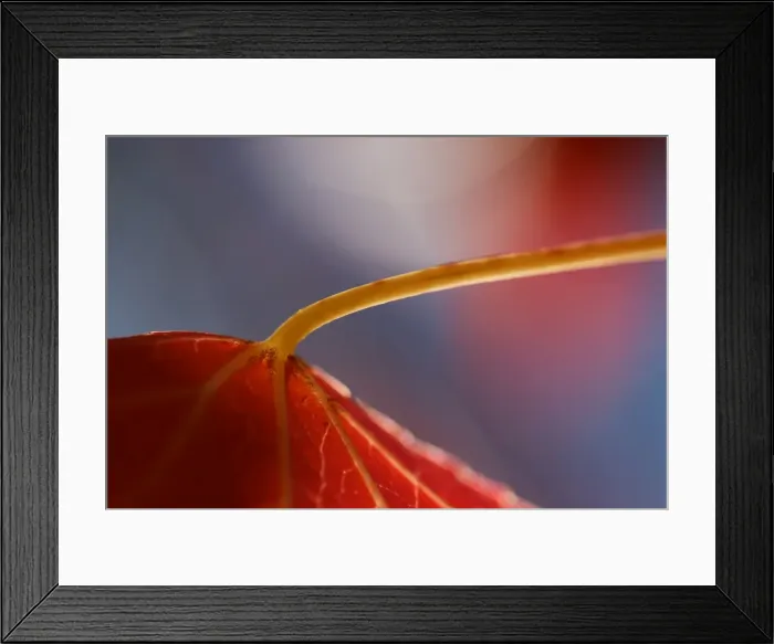 Framed Print : An abstract macro image of a maple leaf