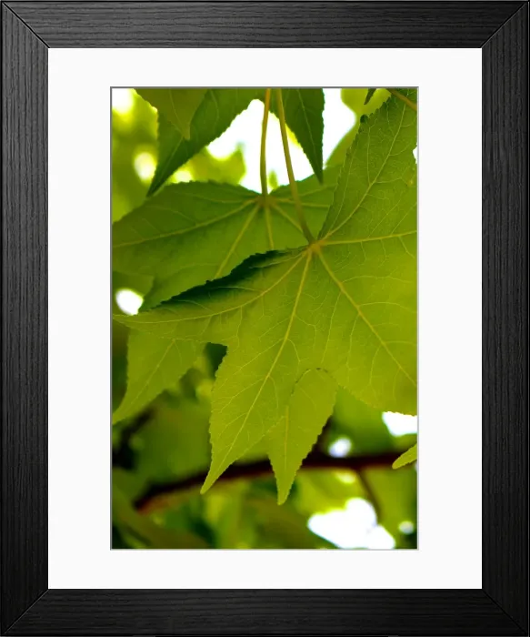 Framed Print : Maple Leaf Veins