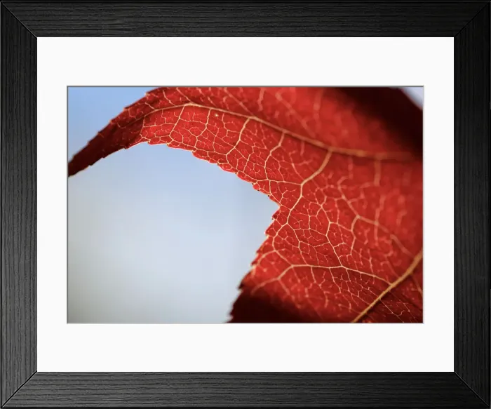Framed Print : Maple Veins in macro Framed Print : Maple Veins in macro