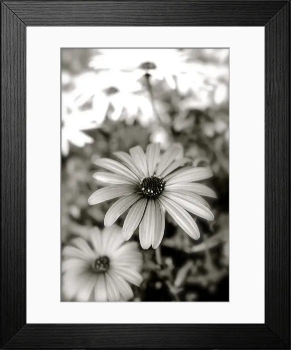 Framed Print : Daisy with a splash of colour Framed Print : Daisy with a splash of colour