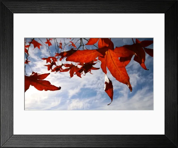 Framed Print : looking up to maple leaves in the skies