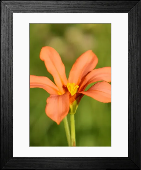 Framed Print : Orange wildflower in a field