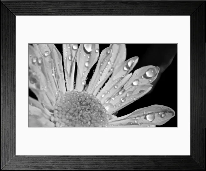 Framed Print : Water drops on a petal producing a graphic image in black and white Framed Print : Water drops on a petal producing a graphic image in black and white