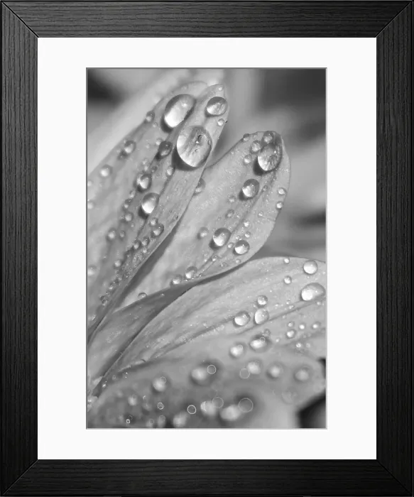 Framed Print : Macro Petals with Dewdrops