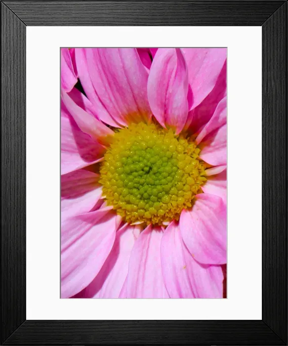 Framed Print : A macro image of a pink and yellow flower Framed Print : A macro image of a pink and yellow flower