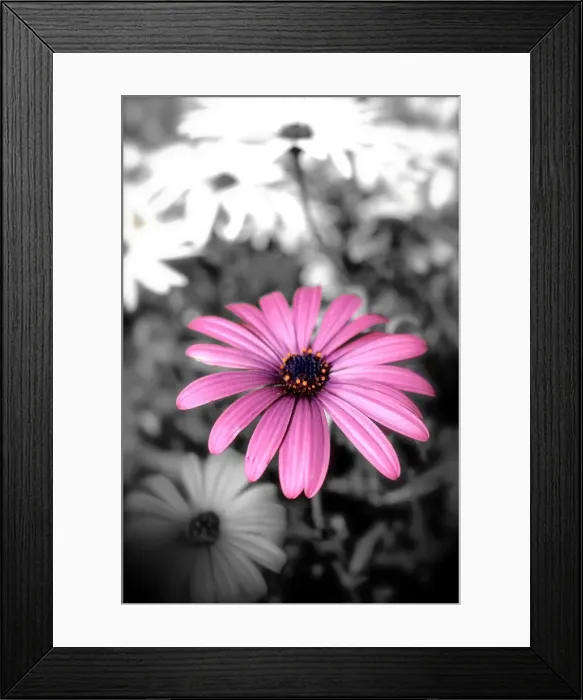 Framed Print : black and white, daisy, flower, graphic, Nicola Morgan, petals, pink, violet, wildflower