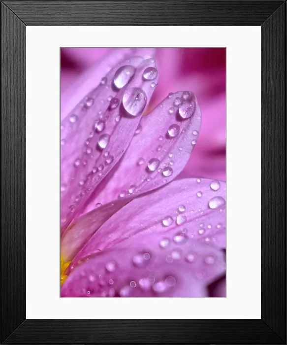 Framed Print : Pink Petals with water drops
