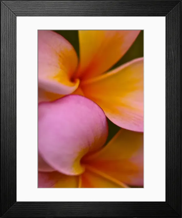 Framed Print : Pink Yellow Flower