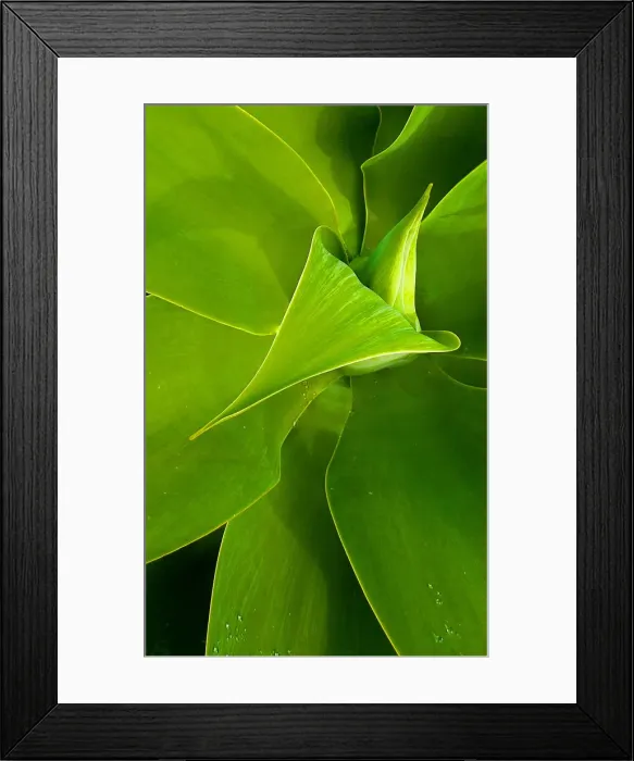 Framed Print : Plant Patterns from above Framed Print : Plant Patterns from above