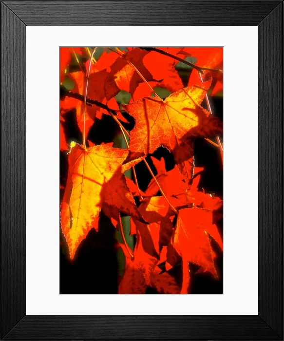 Framed Print : Red Maple leaves in a graphic style Framed Print : Red Maple leaves in a graphic style
