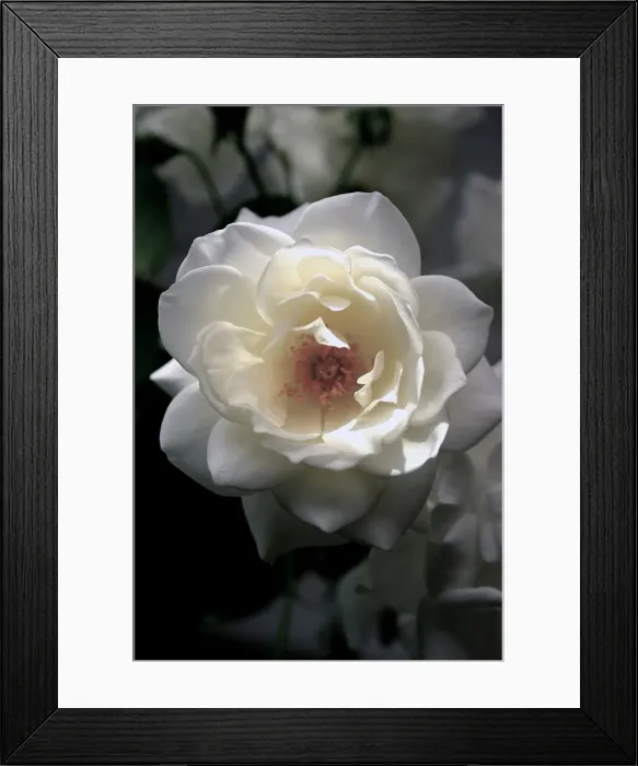Framed Print : Soft white rose with a hint of sunshine