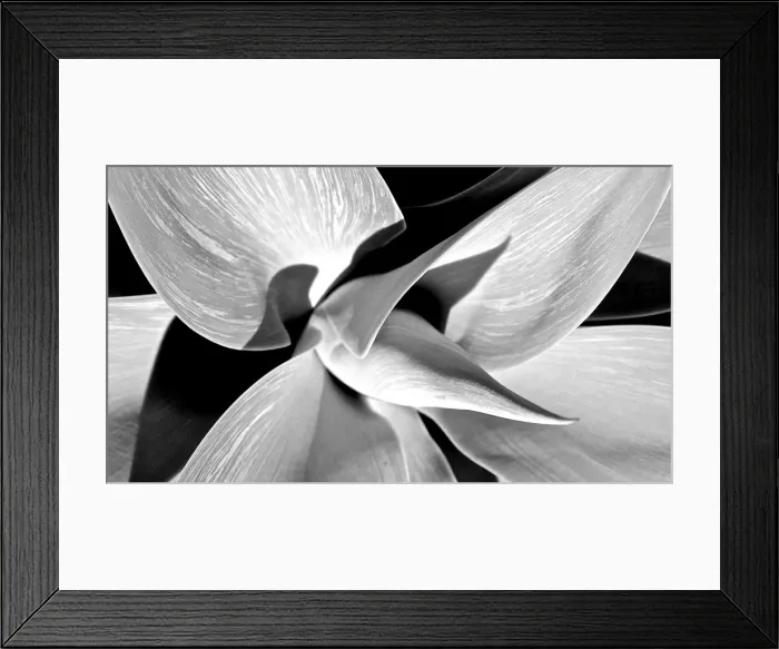 Framed Print : Yucca Plant