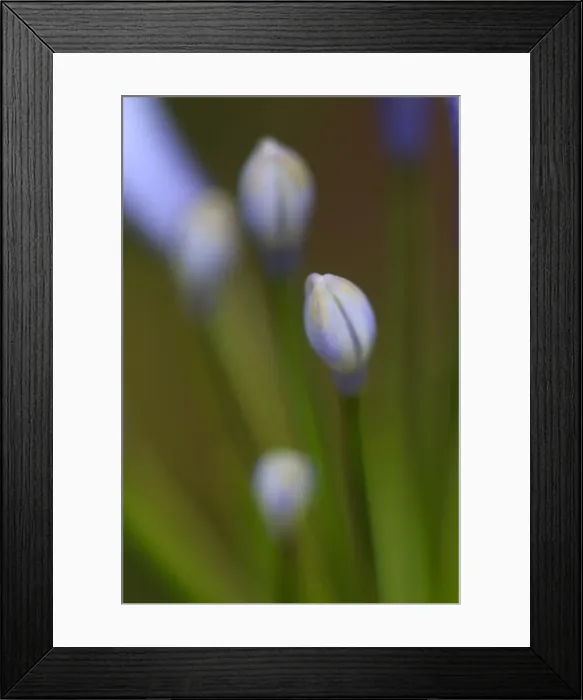 Framed Print : Agapantha flowers budding in springtime Framed Print : Agapantha flowers budding in springtime