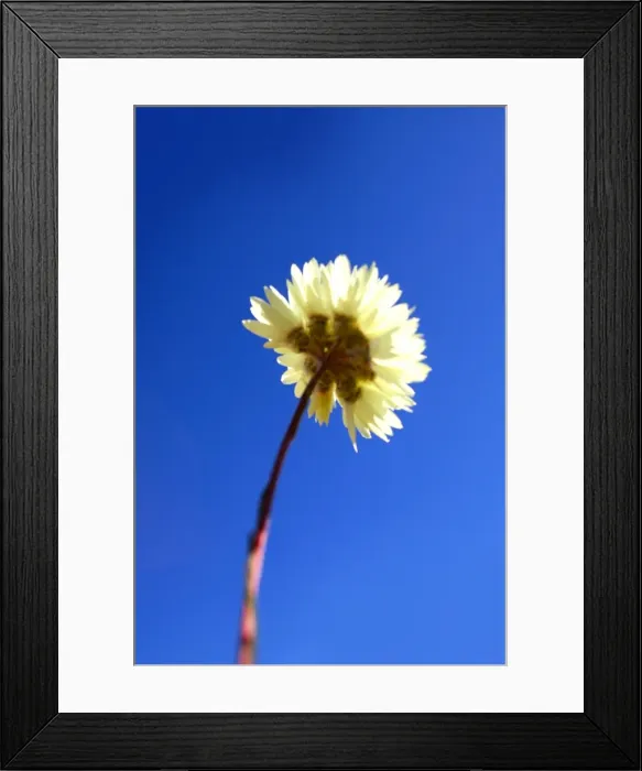 Framed Print : An image of the underside of a Daisy Framed Print : An image of the underside of a Daisy