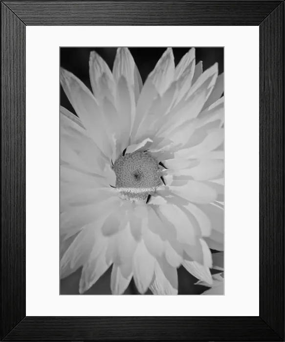 Framed Print : Close up of a white flower taken in wildflower season in Western Australia Framed Print : Close up of a white flower taken in wildflower season in Western Australia