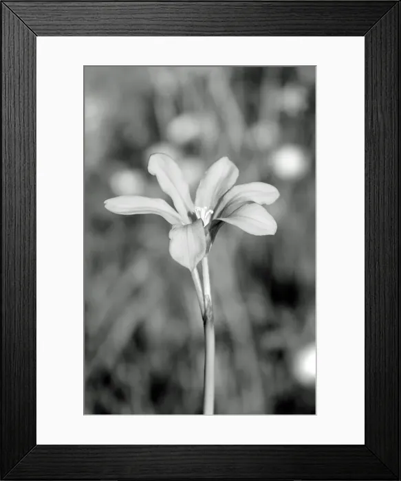 Framed Print : WildflowerBeauty Framed Print : WildflowerBeauty