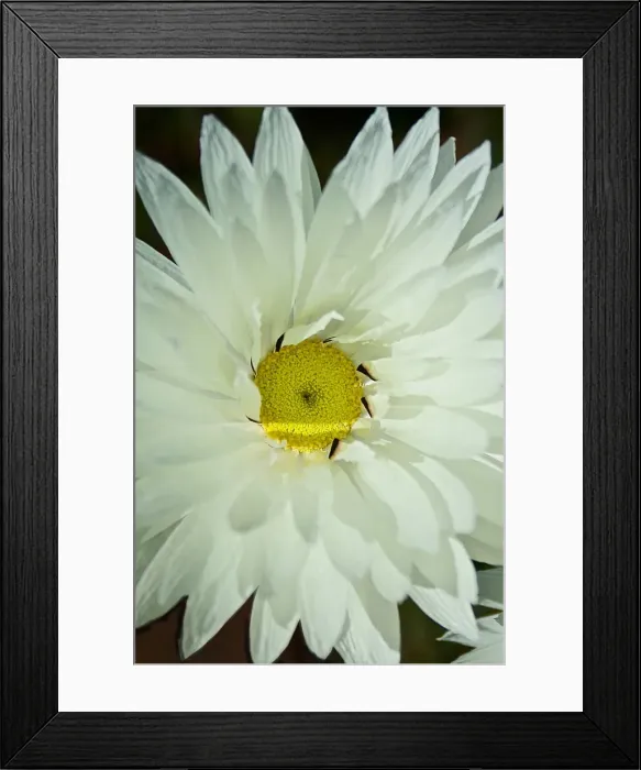 Framed Print : Wild Daisy