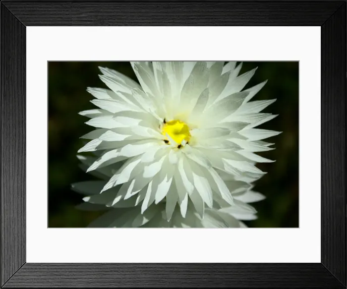 Framed Print : Wildflower Daisy from Western Australia Framed Print : Wildflower Daisy from Western Australia