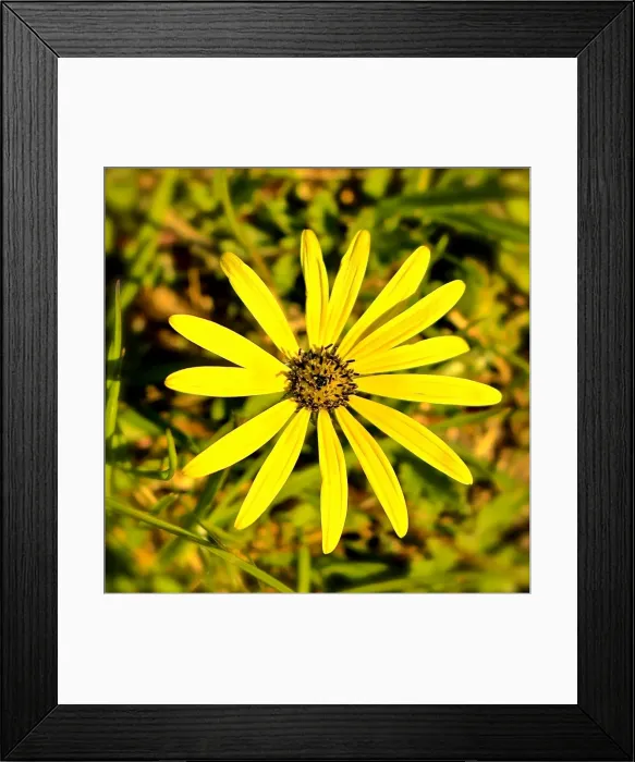 Framed Print : Yellow Flower Framed Print : Yellow Flower
