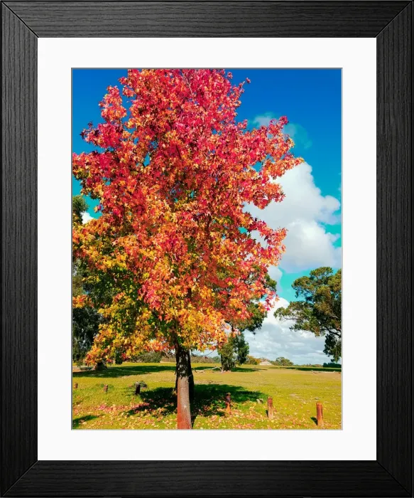Framed Print : Autumn View