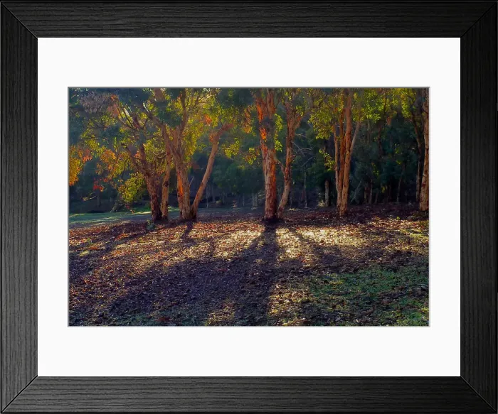 Framed Print : Evening Shadows