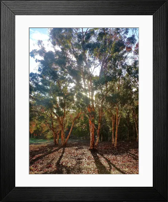 Framed Print : Evening Shadows through the Gumtrees