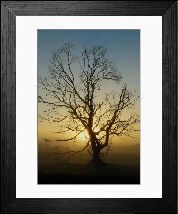 Framed Print : Gnarly Tree
